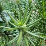 Austrocylindropuntia subulata