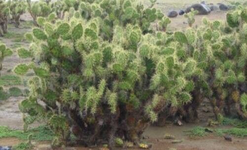 Opuntia caracassana habit