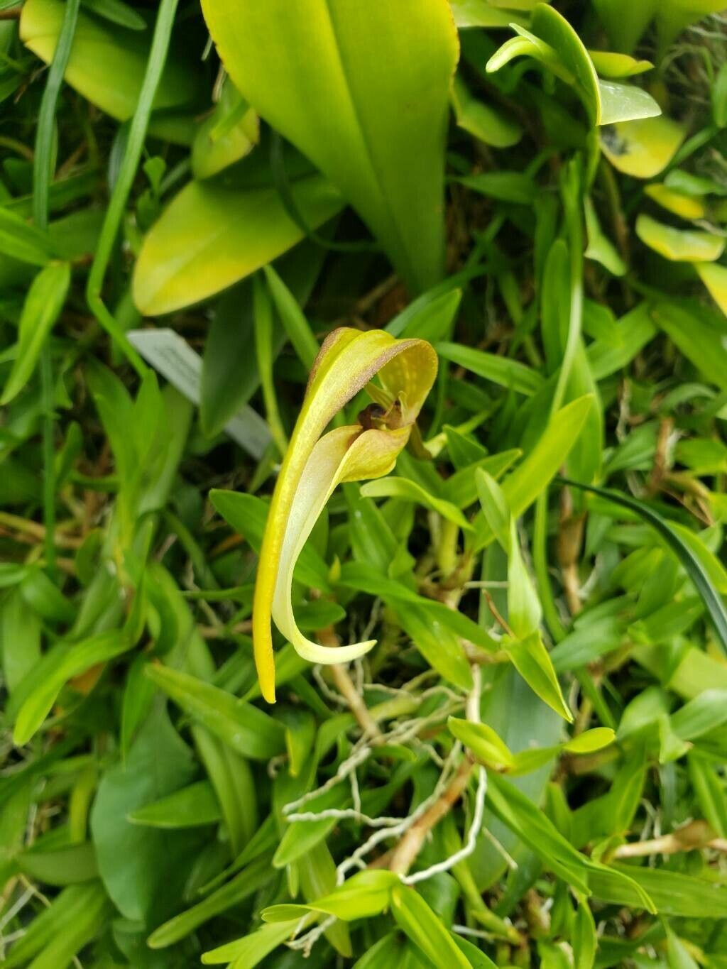 Bulbophyllum geraense flower