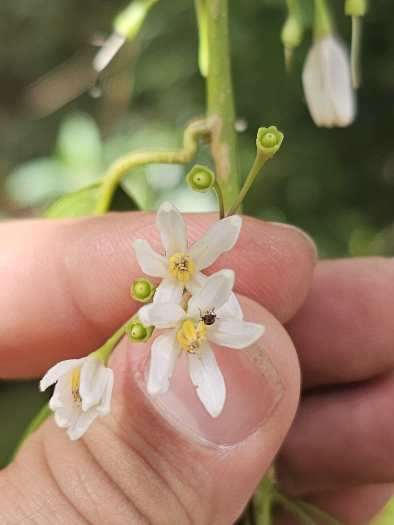 Solanum inodorum flower