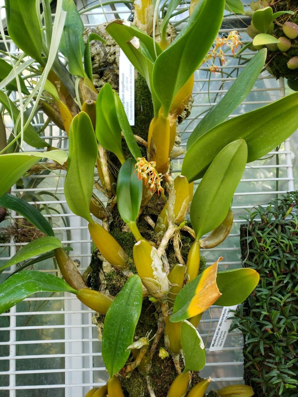 Bulbophyllum angustifolium habit