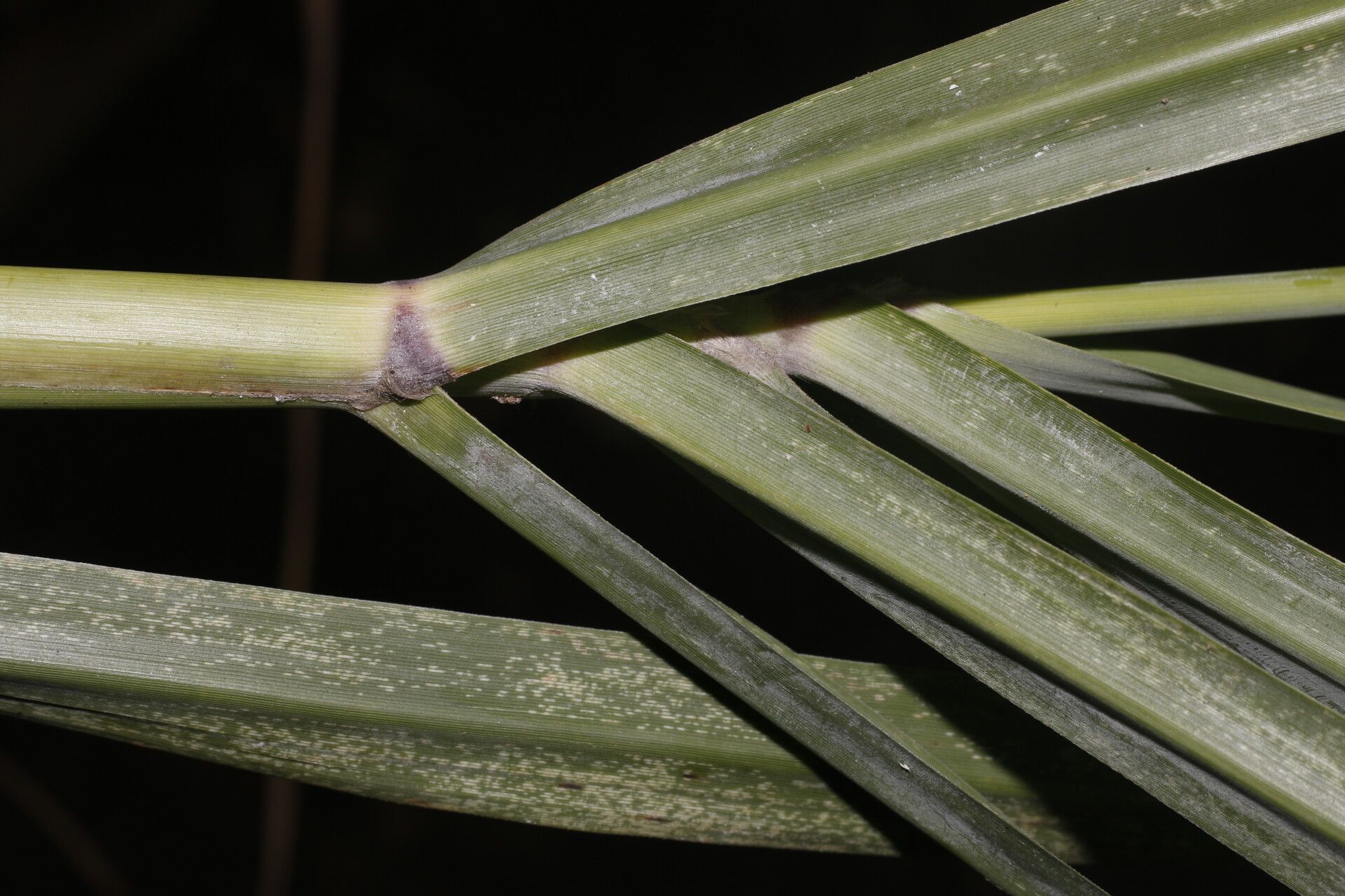 Uniola pittieri fruit