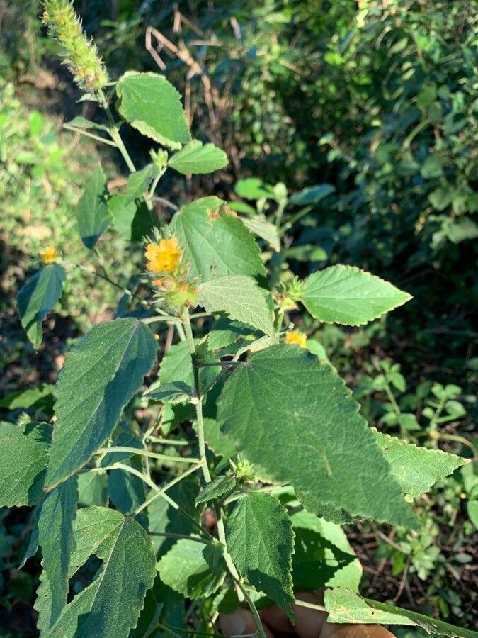 Malvastrum americanum flower