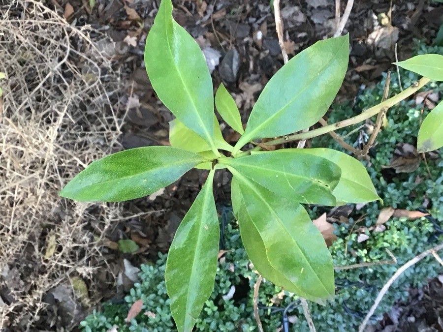Myoporum laetum leaf