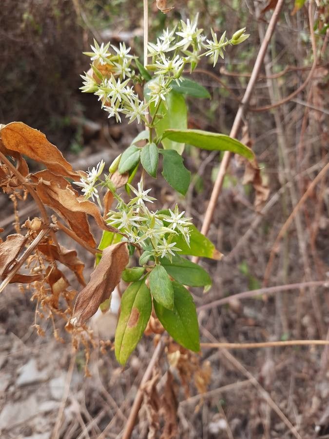 Brachystemma calycinum — houseplant care guide