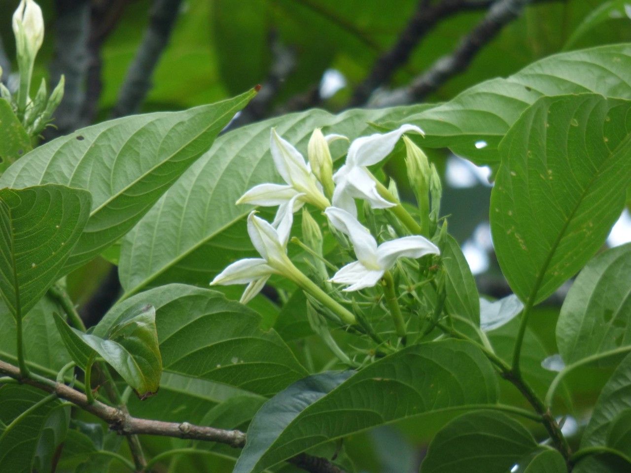 Mussaenda landia flower