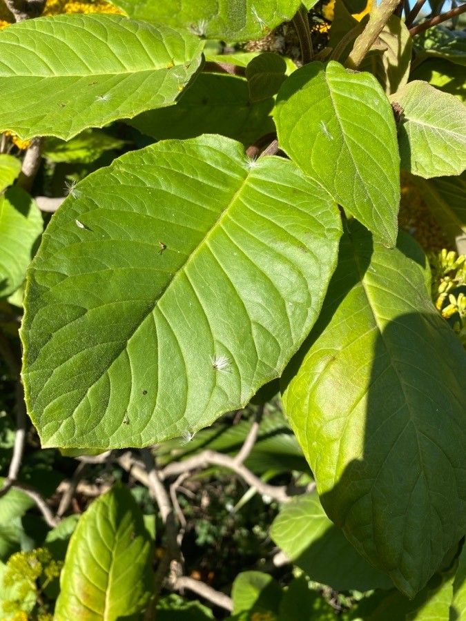 Senecio grandiflorus — houseplant care guide