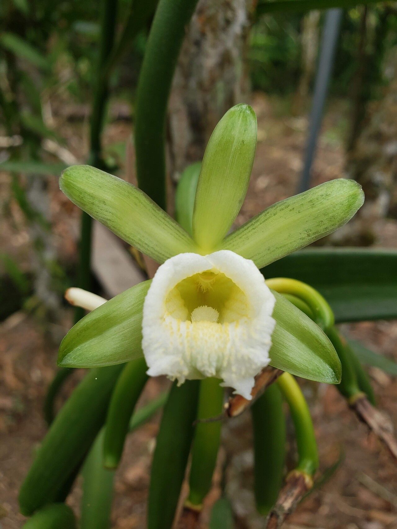 Vanilla karen-christianae — houseplant care guide