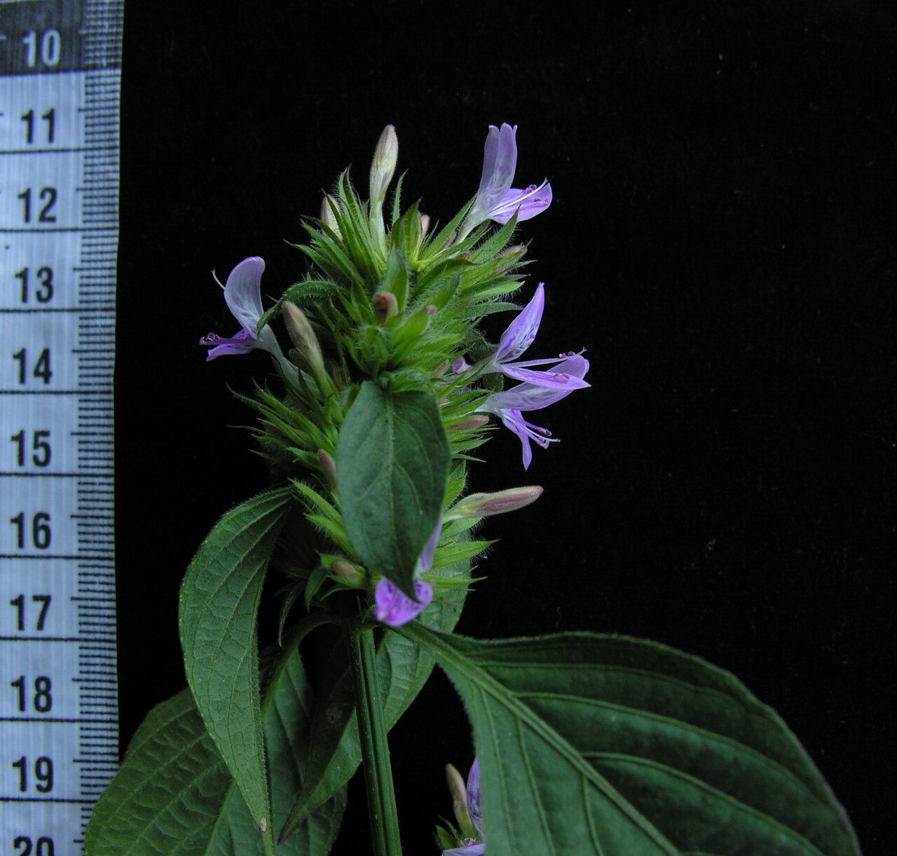 Dicliptera bupleuroides habit