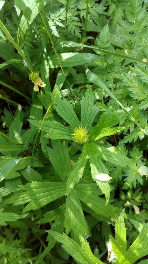 Anemone canadensis fruit