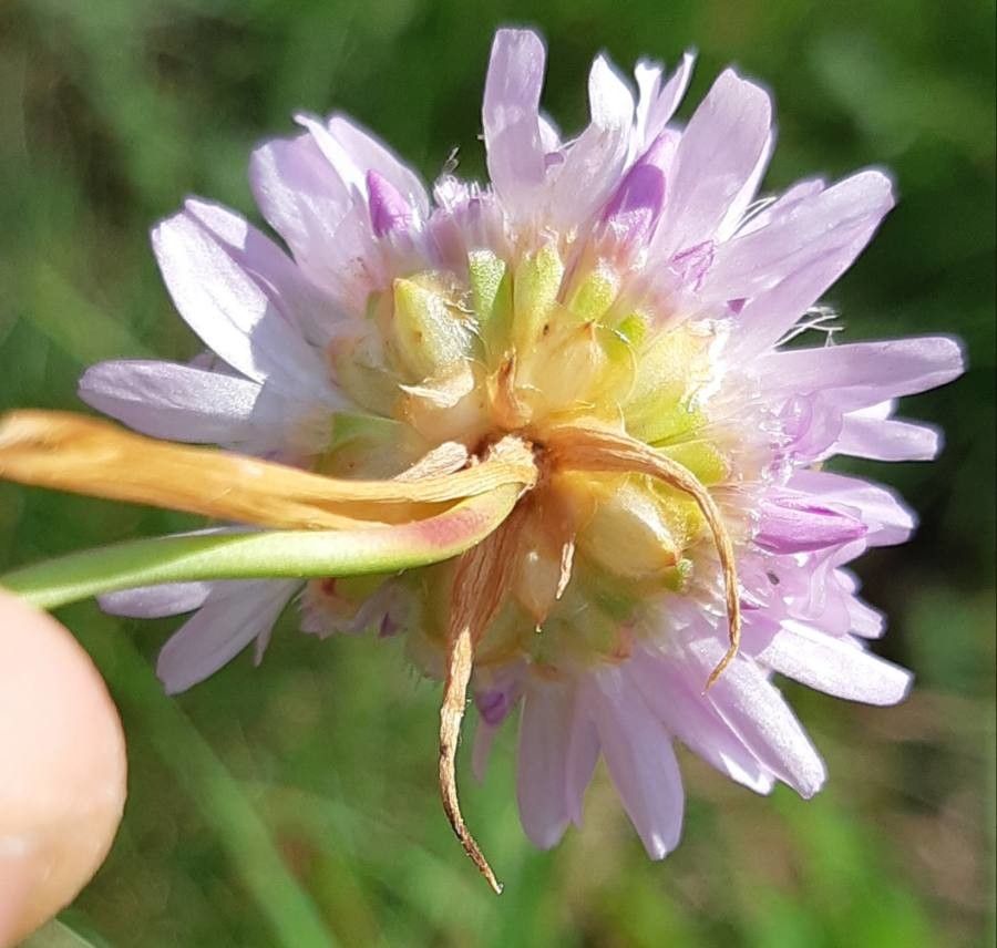 Armeria arenaria flower