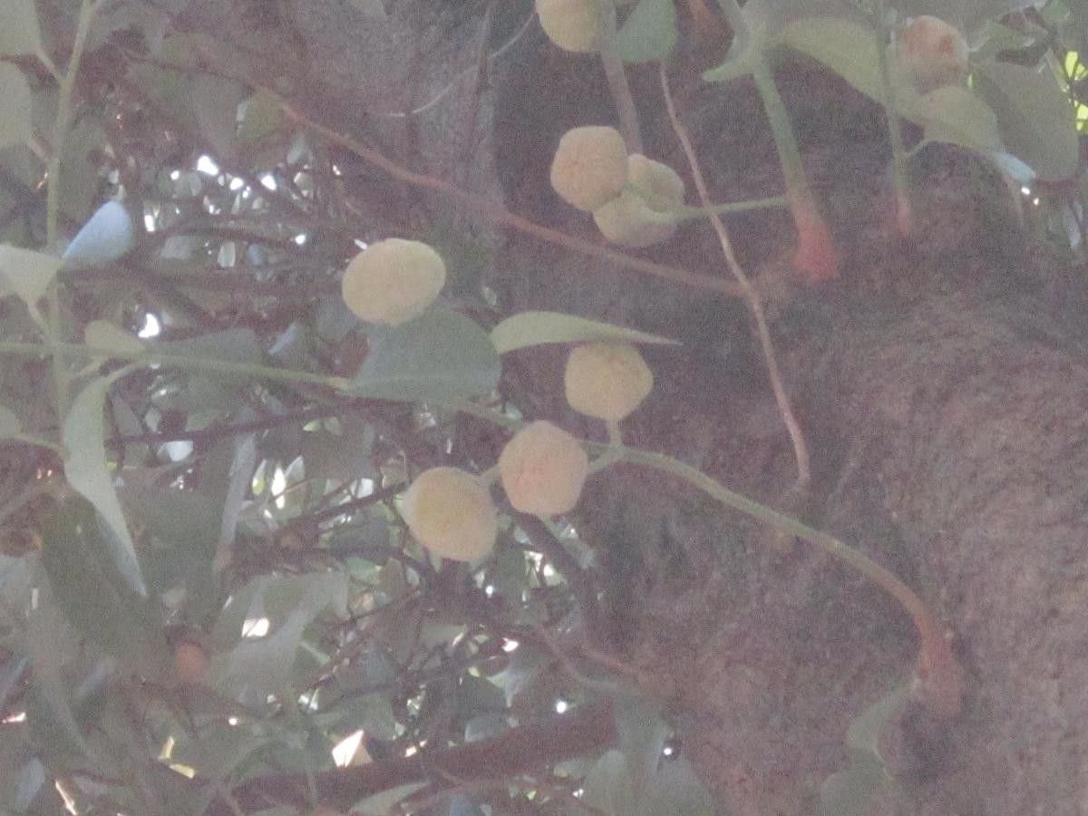 Lagunaria patersonii fruit