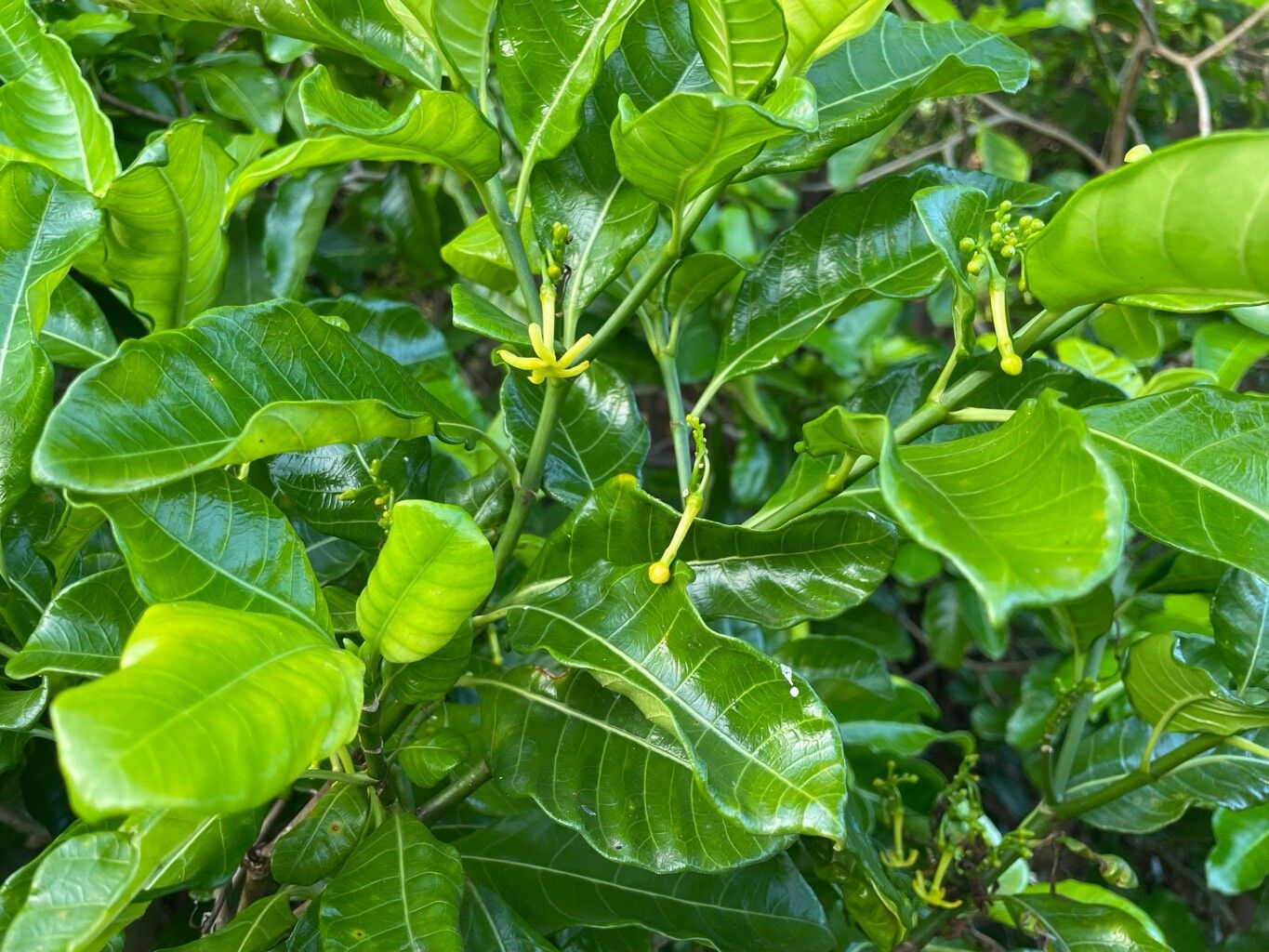 Tabernaemontana laurifolia flower