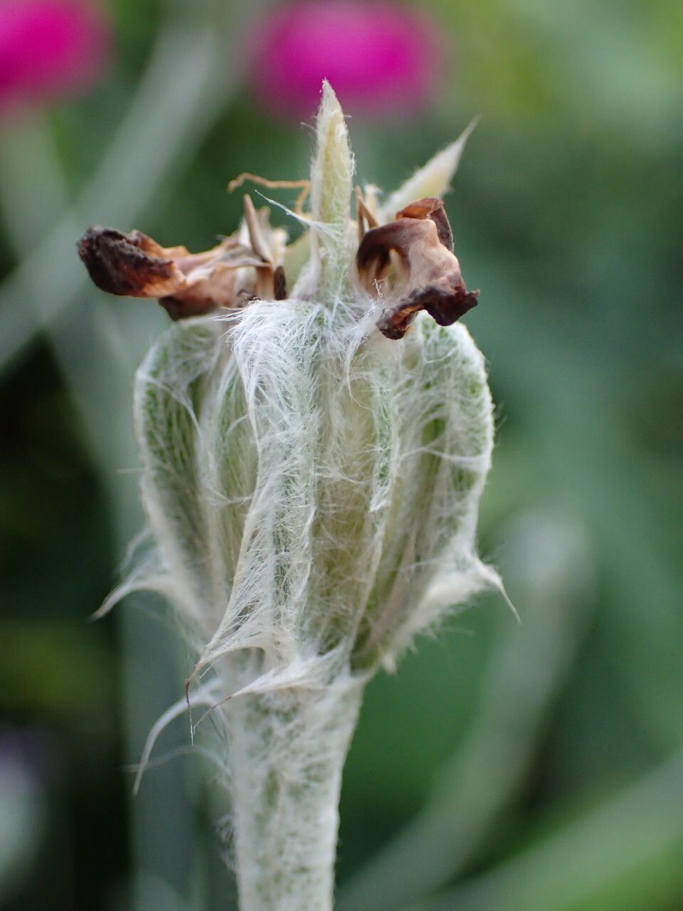 Lychnis coronaria fruit