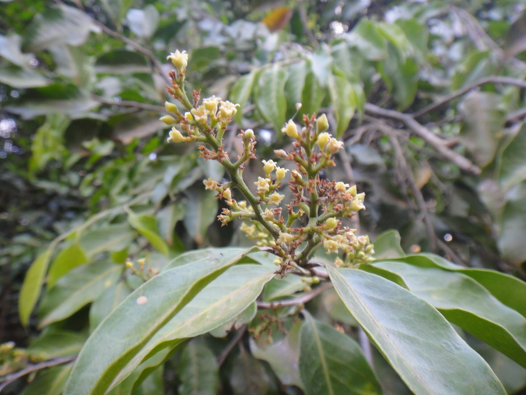 Hunga minutiflora flower