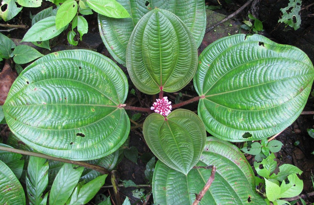 Miconia platyphylla other