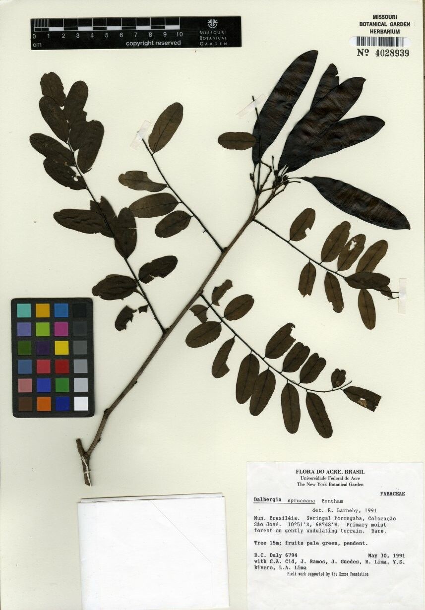 Dalbergia spruceana — houseplant care guide