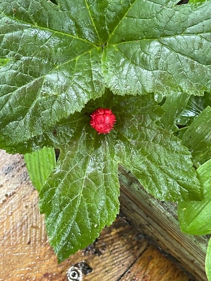Hydrastis canadensis fruit