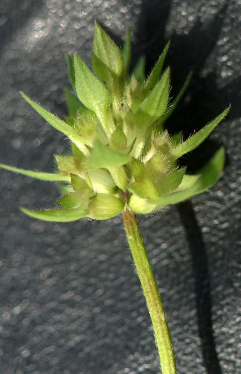 Trifolium clypeatum fruit