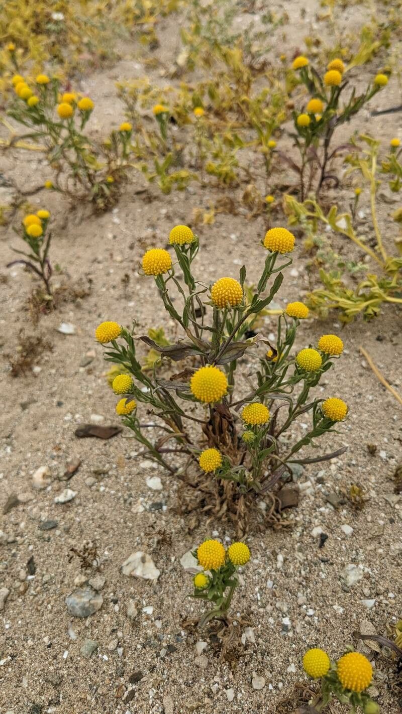 Helenium atacamense flower