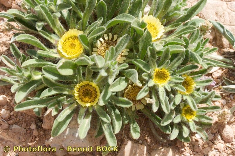 Pallenis hierochuntica habit