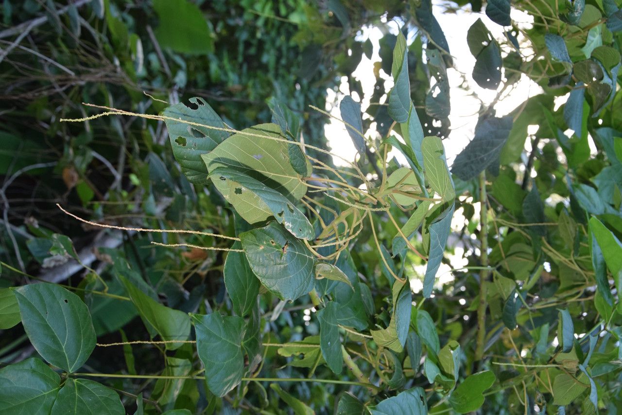 Macaranga vedeliana habit