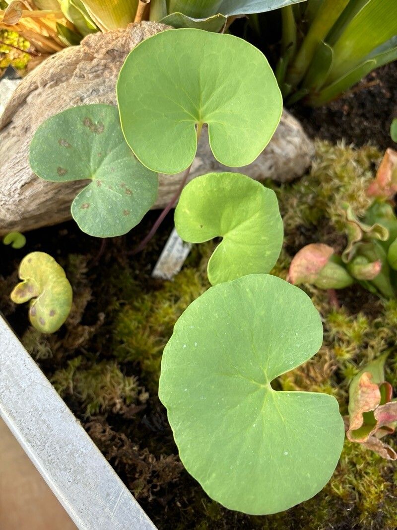 Utricularia nelumbifolia leaf