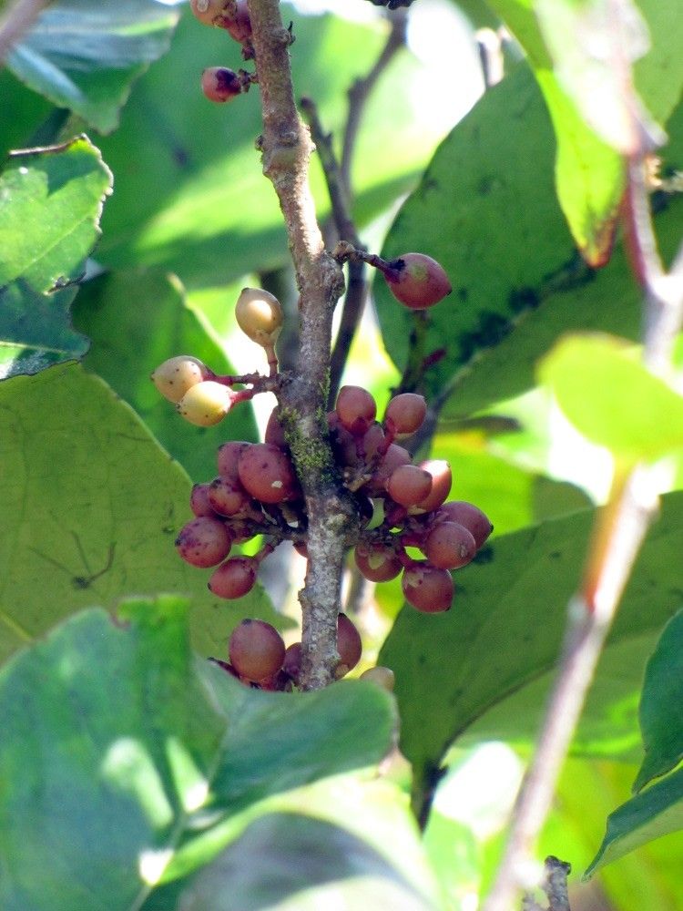 Xylosma vincentii — search result for 'Xylosma'