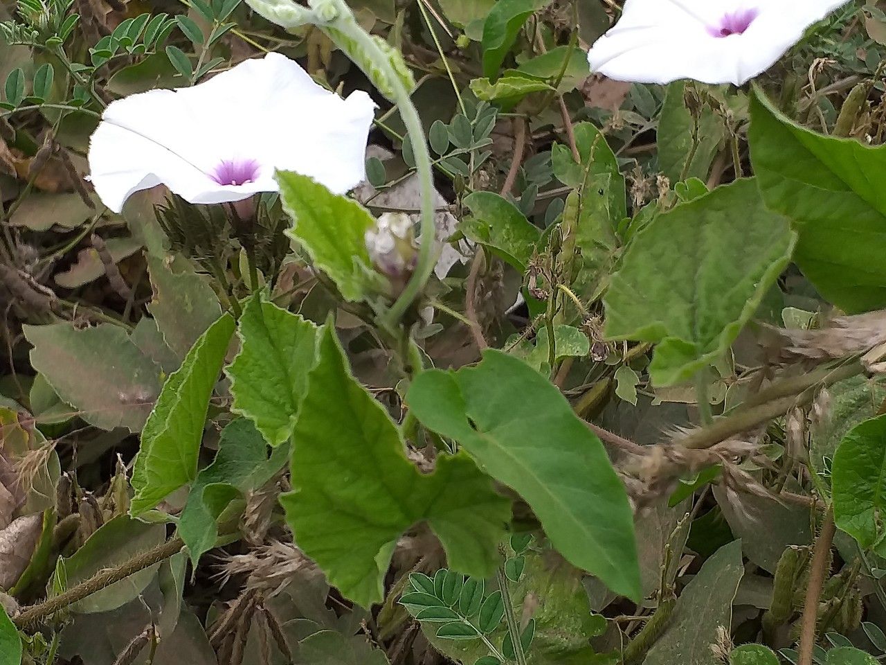 Ipomoea pandurata habit