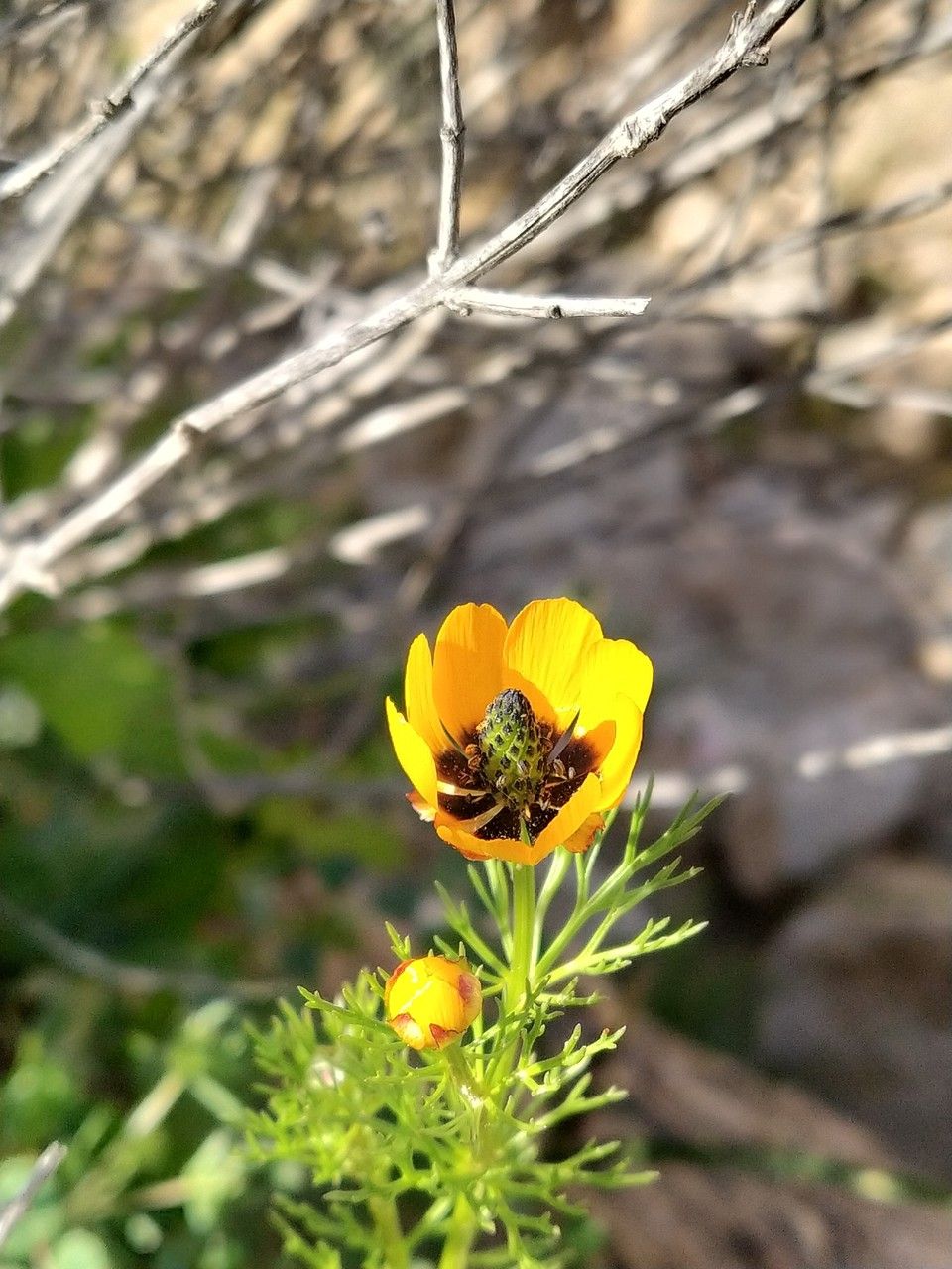 Adonis dentata flower