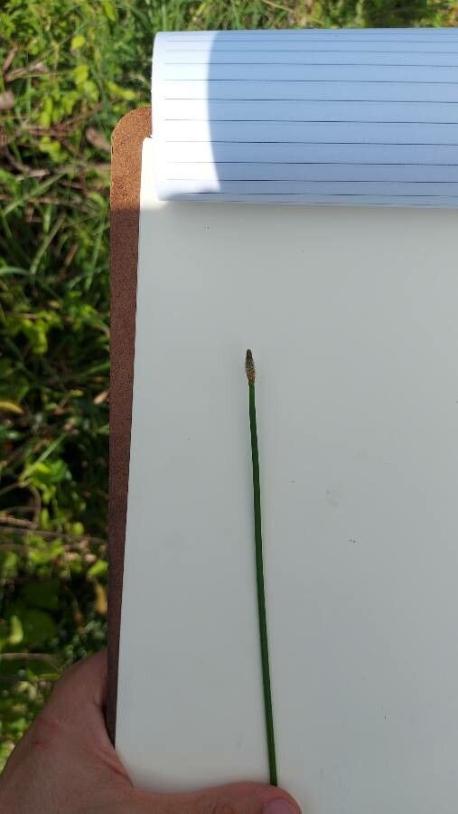 Eleocharis elegans — search result for 'Eleocharis'