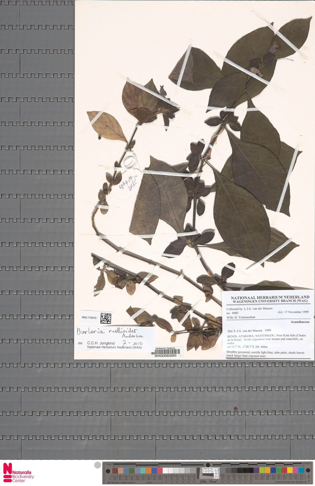 Barleria ruellioides — houseplant care guide