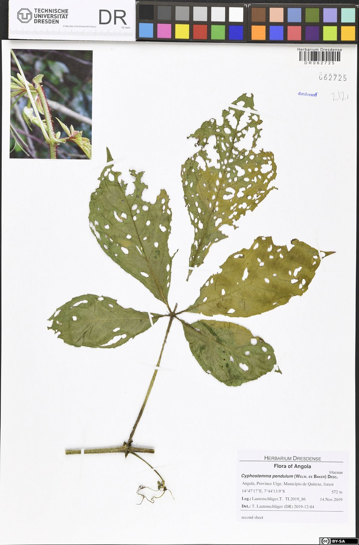 Cyphostemma pendulum — houseplant care guide