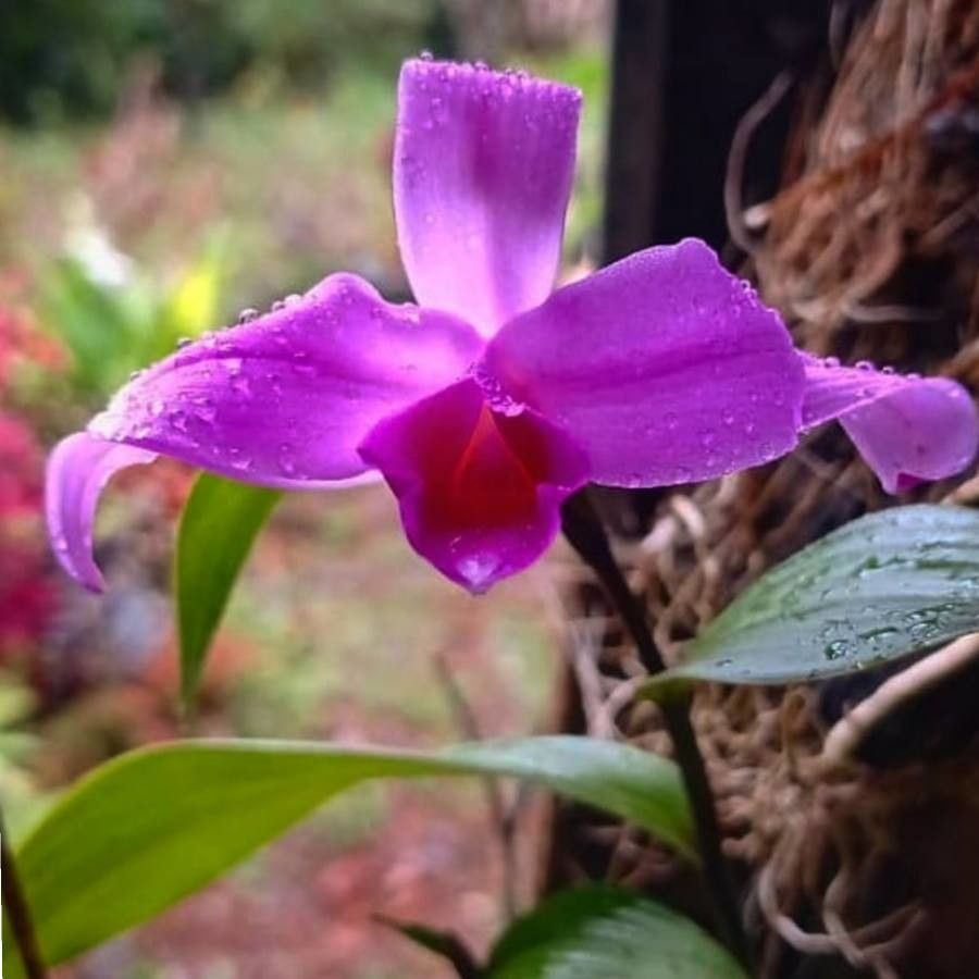 Sobralia decora flower