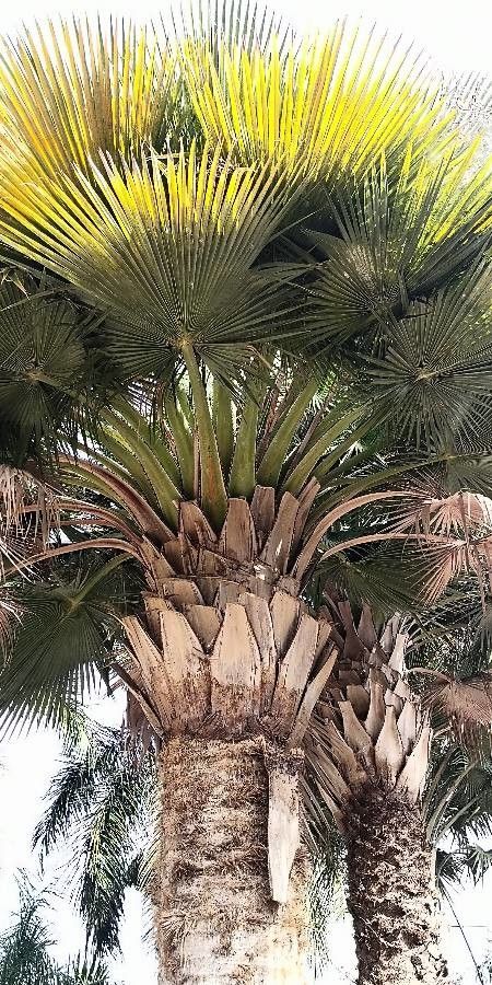 Copernicia baileyana leaf