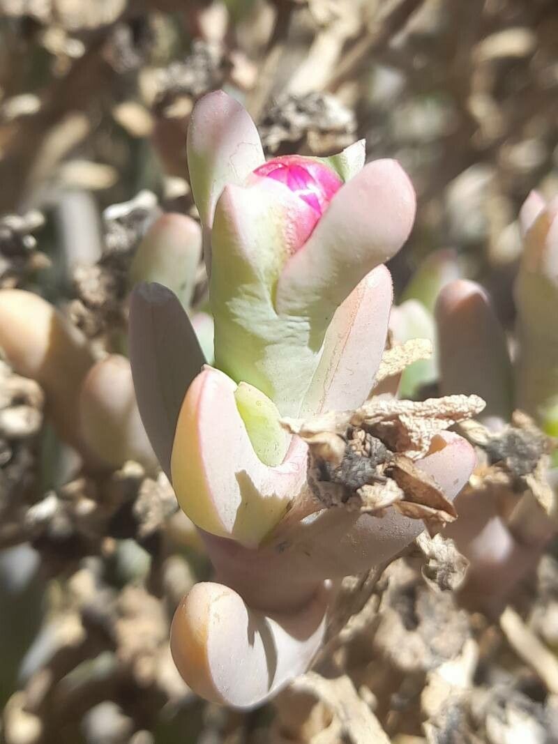 Malephora purpureocrocea — search result for 'Malephora'