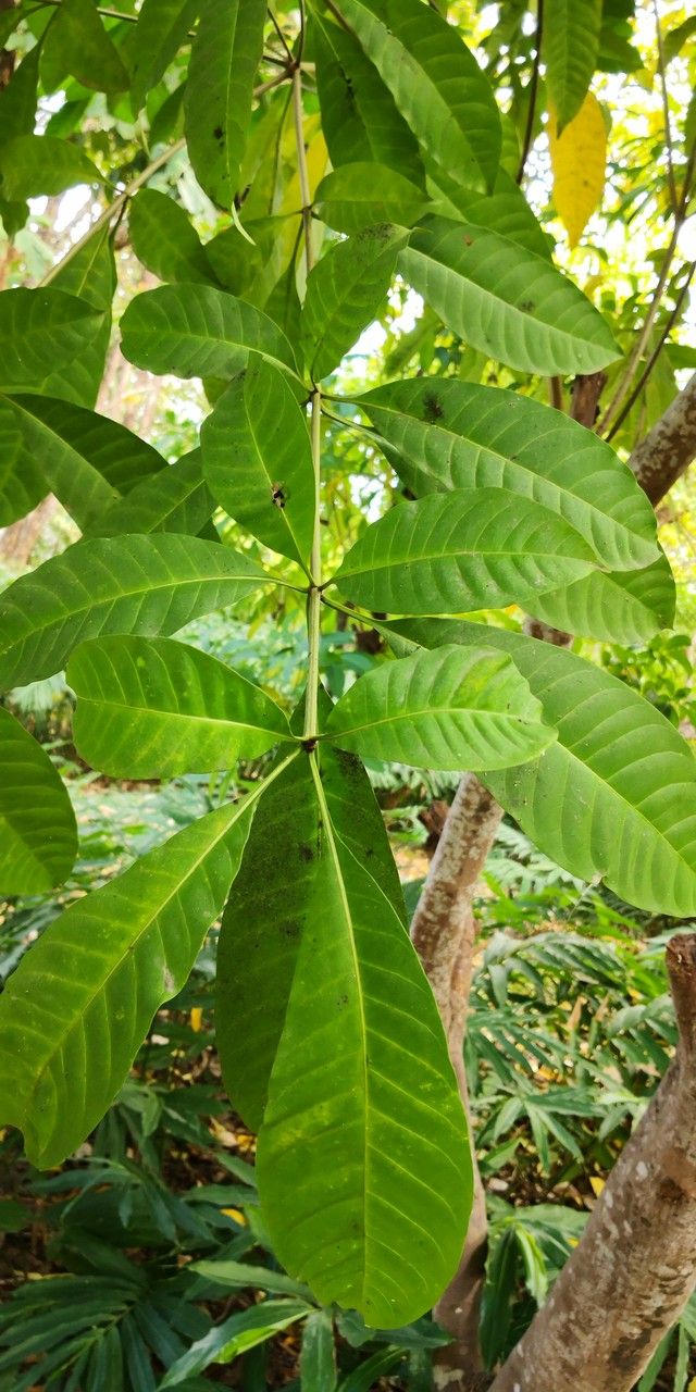 Rauvolfia vomitoria — search result for 'Angola'