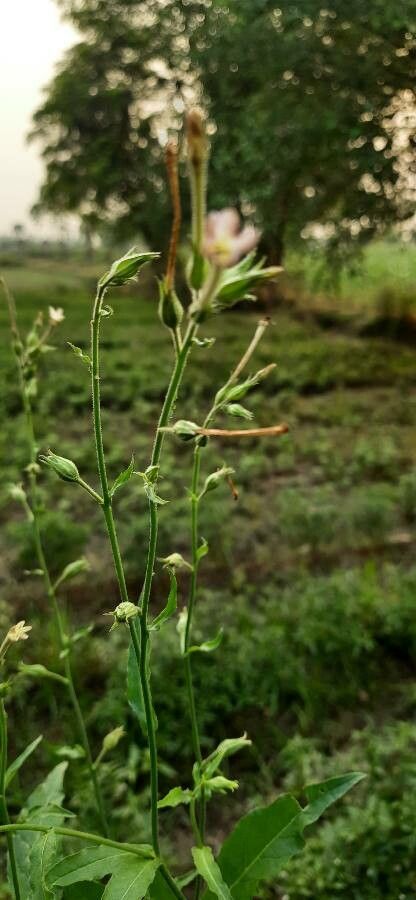 Nicotiana plumbaginifolia flower