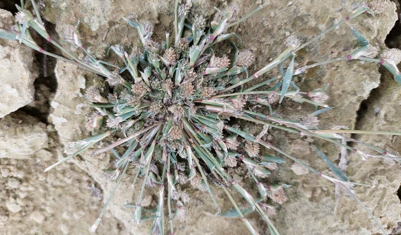 Sporobolus schoenoides flower