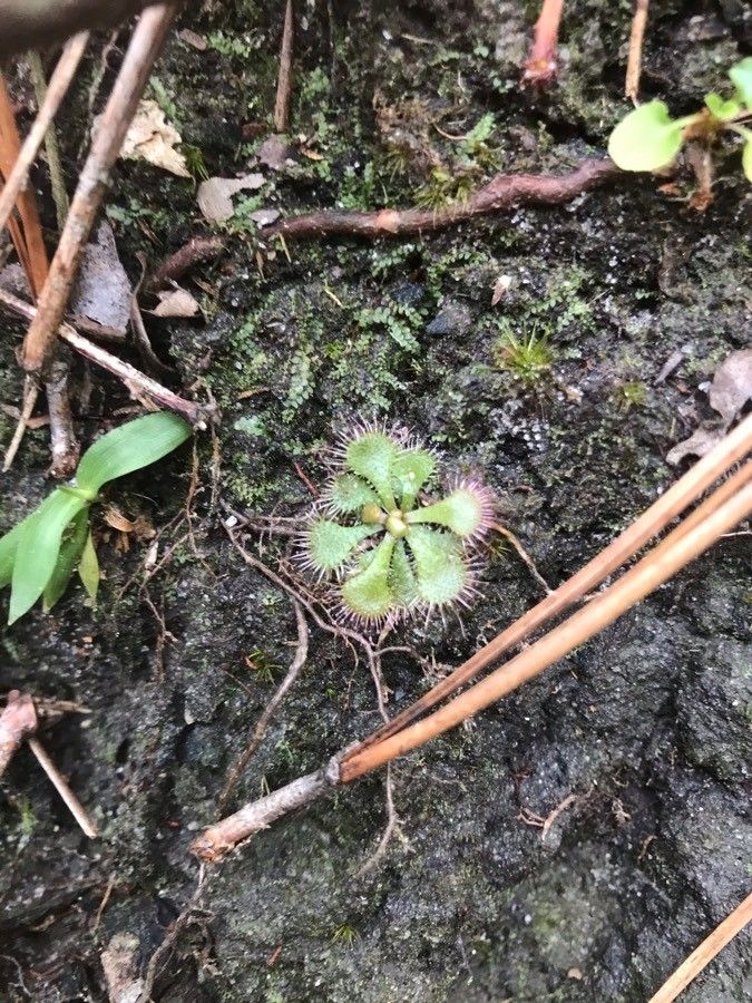 Drosera brevifolia leaf