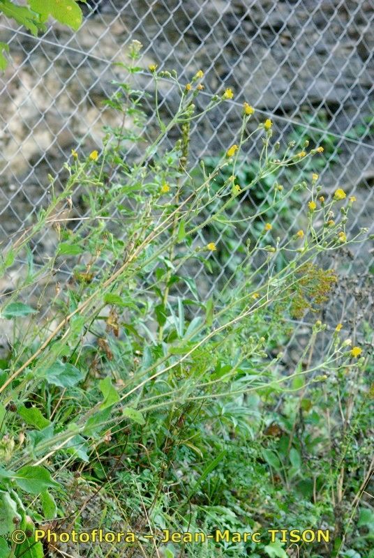 Hieracium plecophyllum habit