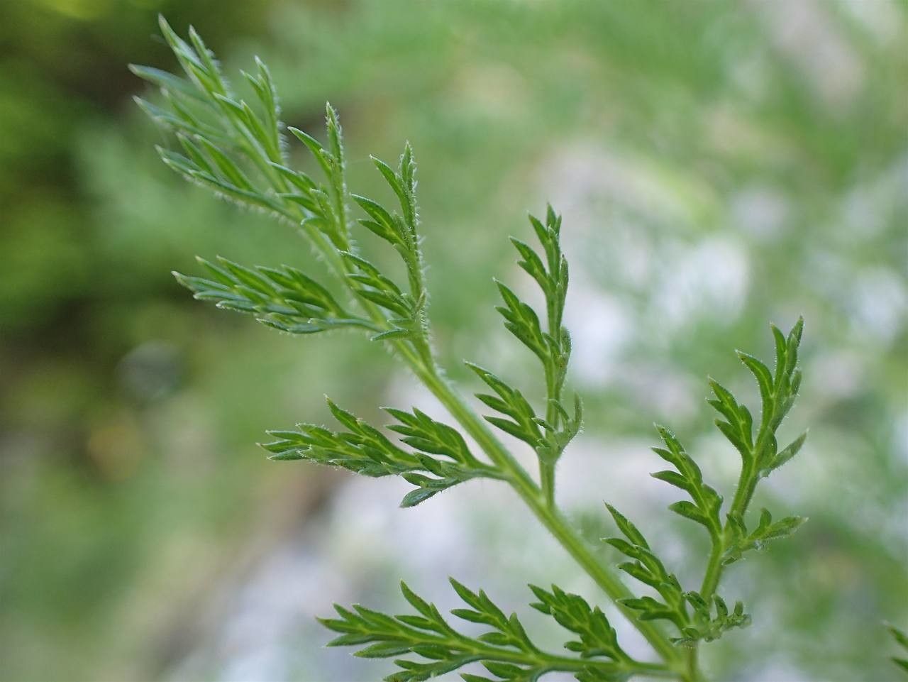 Laserpitium halleri leaf