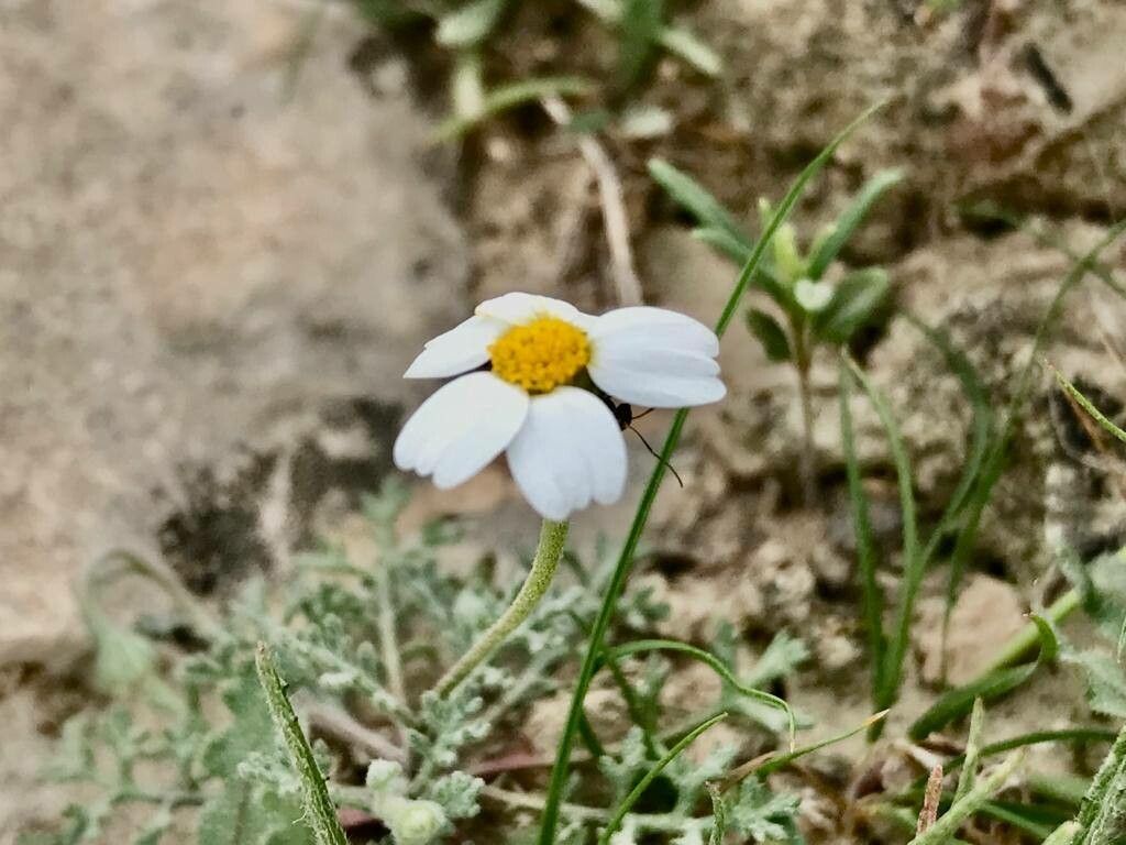 Anthemis persica flower