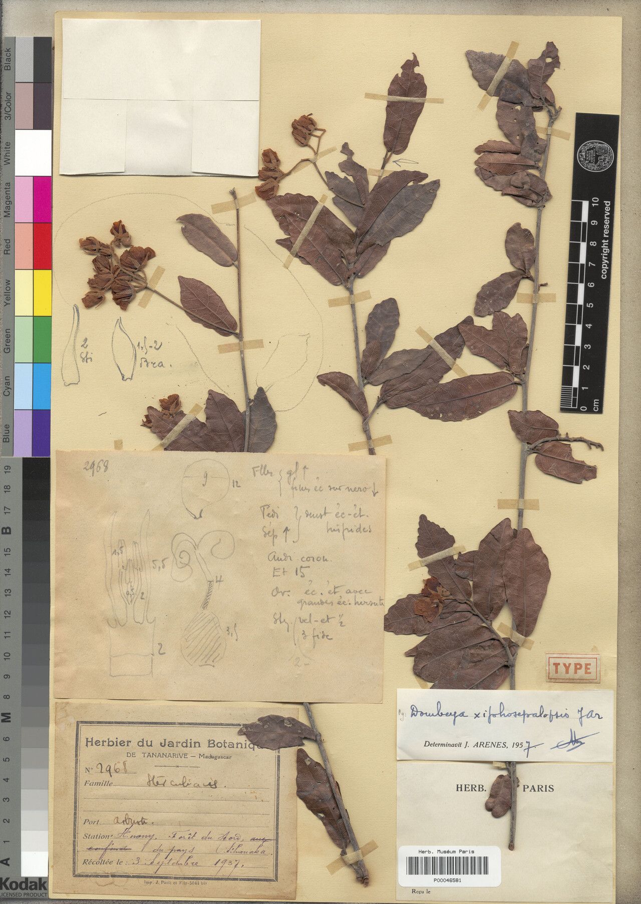 Dombeya xiphosepalopsis — houseplant care guide