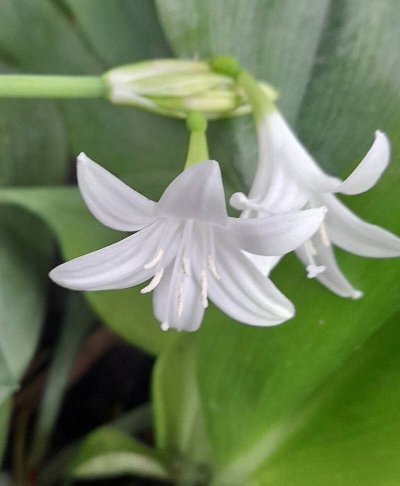 Urceolina subedentata flower