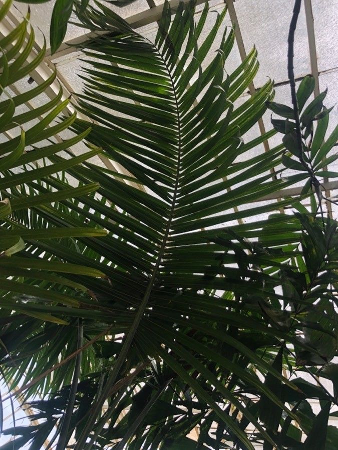 Gaussia spirituana — related species from the same genus