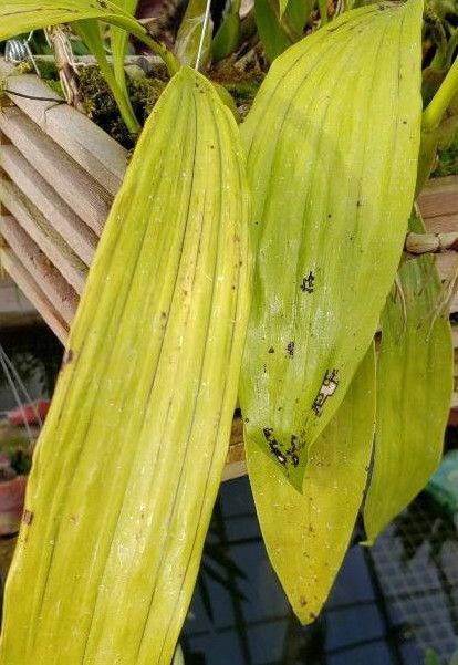 Coelogyne mayeriana — houseplant care guide