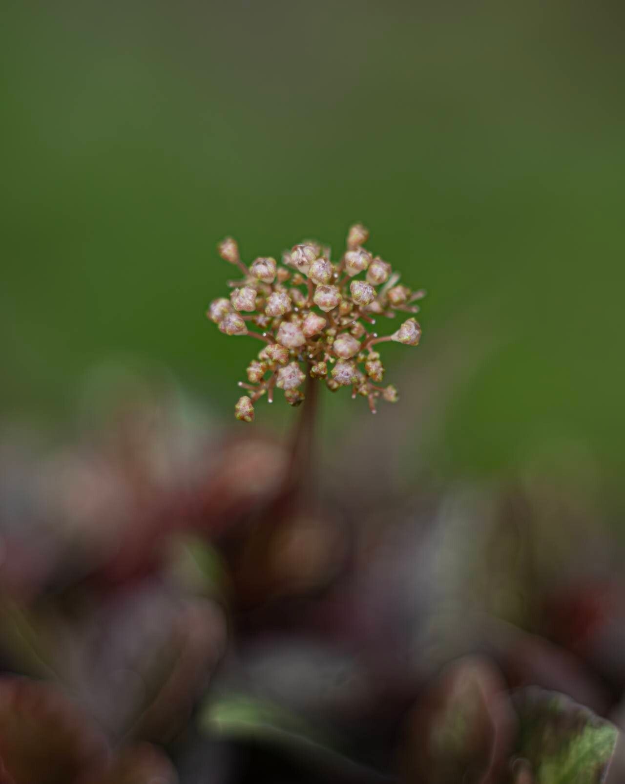 Procris repens flower