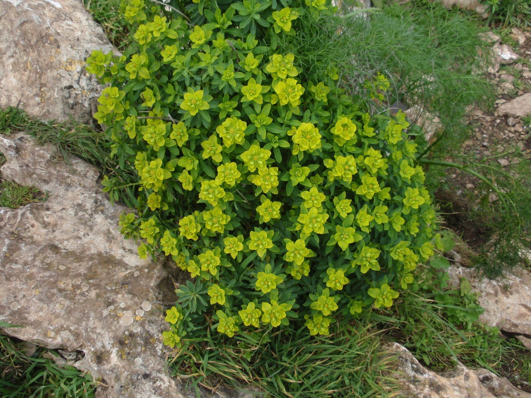 Euphorbia hierosolymitana flower