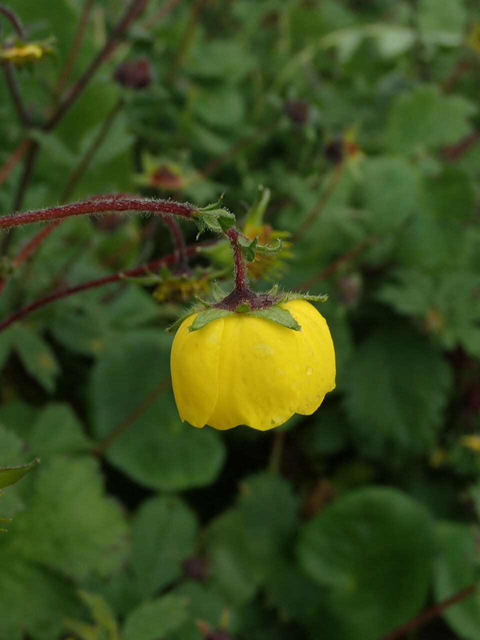 Geum elatum — search result for 'Geum'